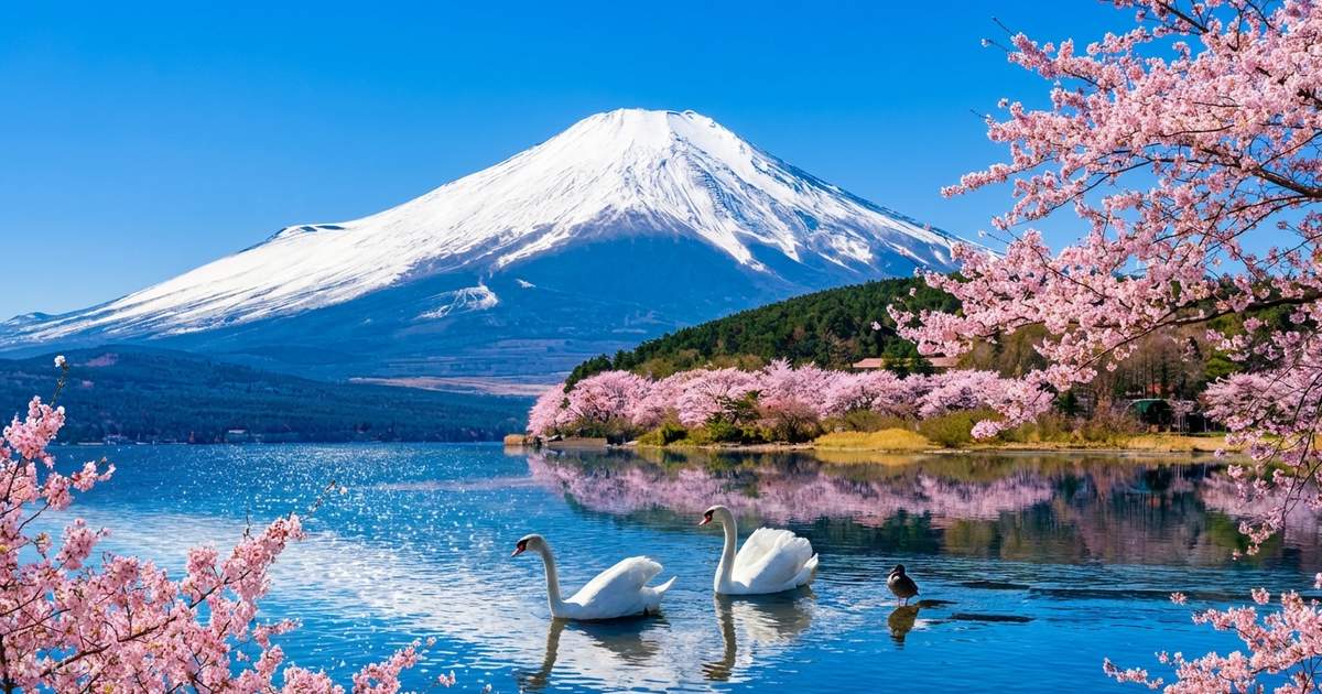 One-Day Cherry Blossom Viewing Tour | Mount Fuji Cherry Blossom